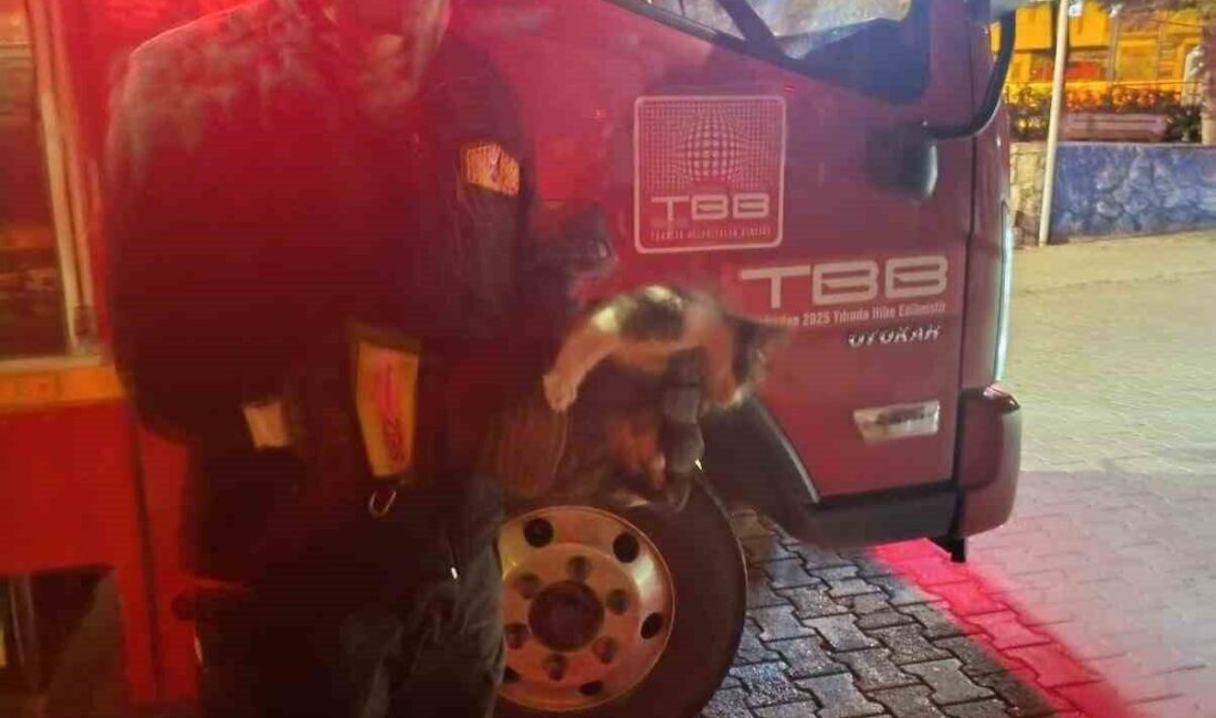 Adıyaman’ın Besni ilçesinde bir aracın motor bölümüne sıkışan kedi, itfaiye