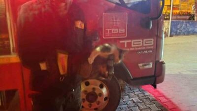 Adıyaman’ın Besni ilçesinde bir aracın motor bölümüne sıkışan kedi, itfaiye