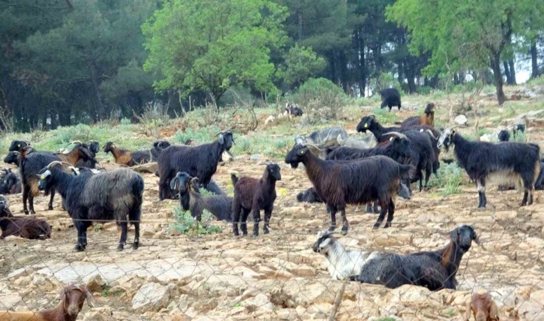 Kurban Bayramı’na sayılı günler kala Muğla’da kurbanlık hayvan satışlarında hareketlilik