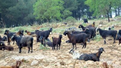 Kurban Bayramı’na sayılı günler kala Muğla’da kurbanlık hayvan satışlarında hareketlilik