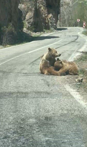 Tunceli-Ovacık kara yolu Munzur Vadisi Milli Parkı güzergahında anne ayı