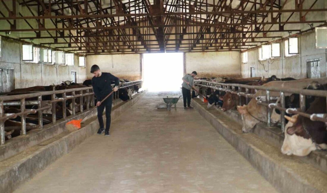 Kurban bayramı öncesi Muş’ta hayvan hareketliliği başladı. Başta İstanbul, Bursa,