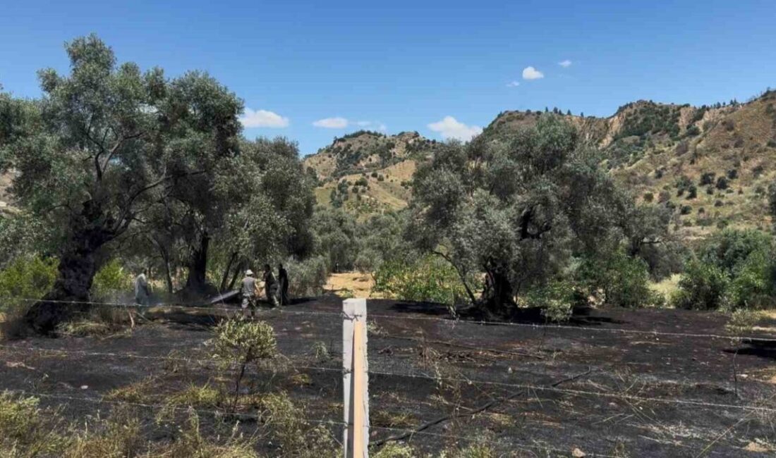 Aydın’ın Nazilli ilçesine bağlı Pınarbaşı Mahallesi’nde zeytinlik alanda yangın çıktı.