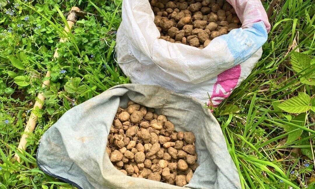 Kocaeli’de nesli tehlike altında bulunan salep orkidelerinin izinsiz toplanması üzerine