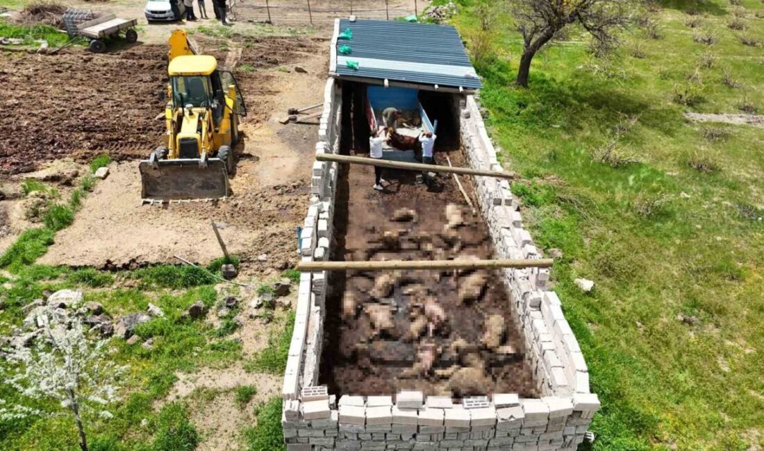 Nevşehir’in Acıgöl ilçesinde kurtların saldırısı sonucu ağıldaki 40 koyun telef