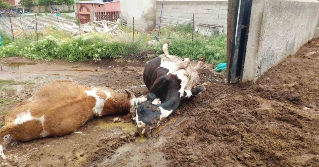 Niğde’nin Ulukışla ilçesinde yıldırım düşmesi sonucu iki inek telef oldu.