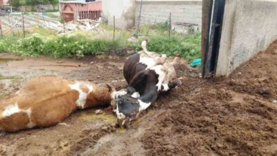 Niğde’nin Ulukışla ilçesinde yıldırım düşmesi sonucu iki inek telef oldu.