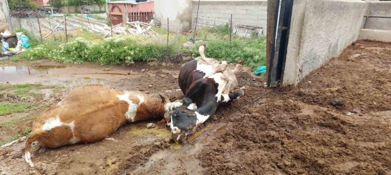 Niğde’nin Ulukışla ilçesinde yıldırım düşmesi sonucu iki inek telef oldu.