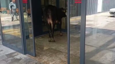 Gaziantep’in Nizip ilçesinde hayvan pazarından kaçan kurbanlık dana soluğu acil