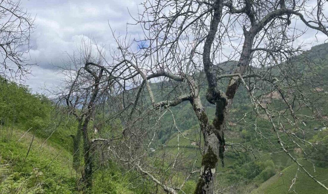 Artvin’in Borçka ilçesinde yetişen coğrafi işaretli ‘demir elma’, şifa kaynağı