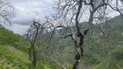 Artvin’in Borçka ilçesinde yetişen coğrafi işaretli ‘demir elma’, şifa kaynağı