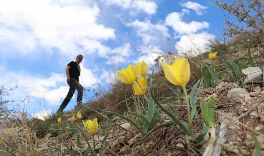Erzurum’un Oltu ilçesinde baharda renk cümbüşü yaşanıyor. İlçenin kuzeydoğusunda yer