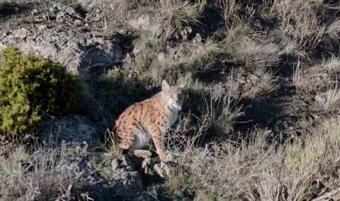 Erzurum’un Oltu ilçesinde yaban hayatına dair dikkat çekici bir görüntü