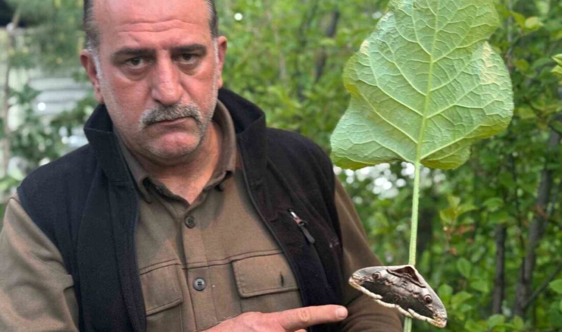 Erzurum’un Oltu ilçesinde vatandaşın bahçesinde gördüğü dev kelebek şaşkınlık ve