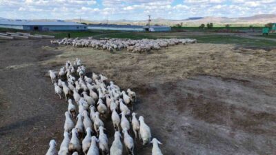 Anneler gününde Sivas’ta bulunan Ulaş Tarım İşletmesi Müdürlüğü (TİGEM), insanlarda