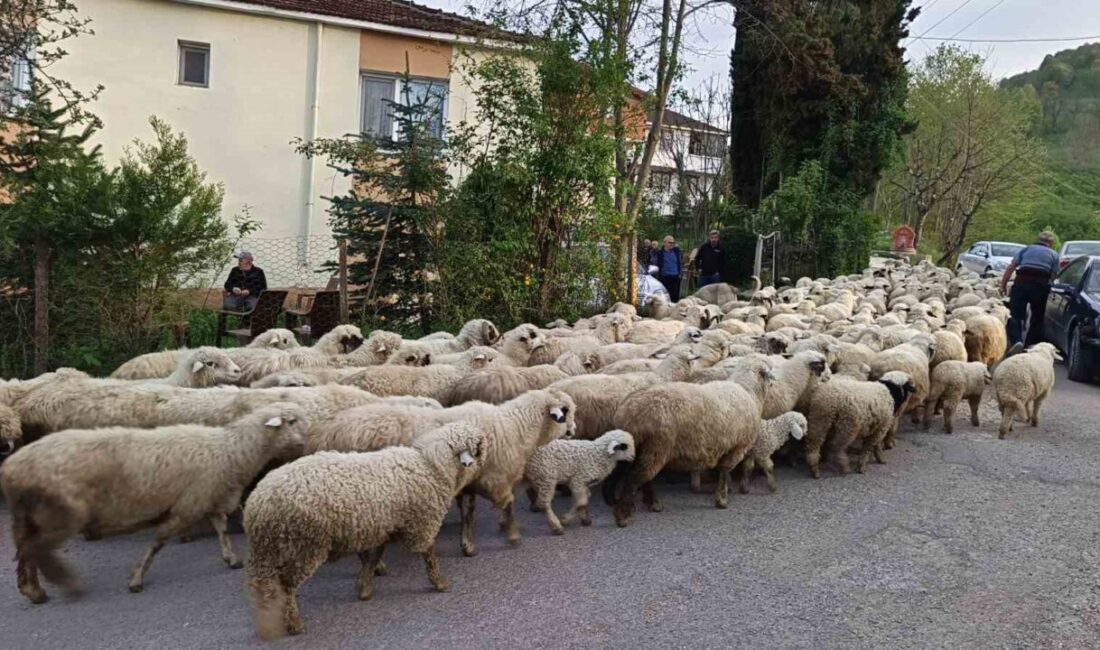 Ordu’da koyunculukla uğraşan vatandaşlar, baharın gelmesiyle birlikte yaylalara göç etmeye