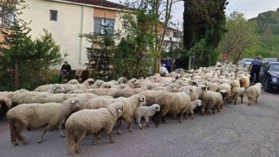 Ordu’da koyunculukla uğraşan vatandaşlar, baharın gelmesiyle birlikte yaylalara göç etmeye