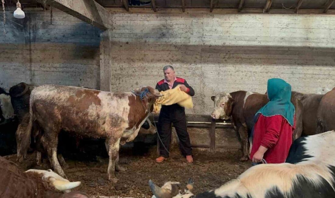 Ordu’da Kurban Bayramı’na sayılı günler kala hayvan pazarlarında hareketlilik başladı.