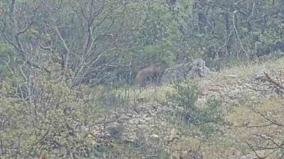 Bursa’nın Orhaneli ilçesi yolunda ana yola inen ayı vatandaşlar tarafından