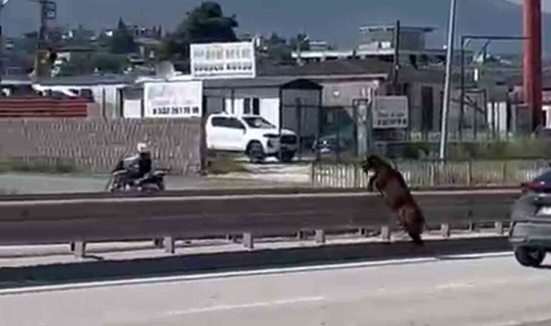 Hatay’da sahibinden kaçarak karayoluna çıkan keçinin, vatandaşı peşine takarak orta