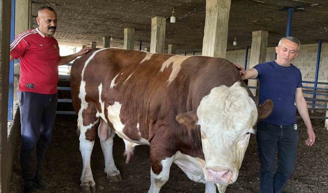 Osmaniye’de ata mesleği besiciliği devam ettirerek yıllardır Kurban Bayramlarına kurbanlık
