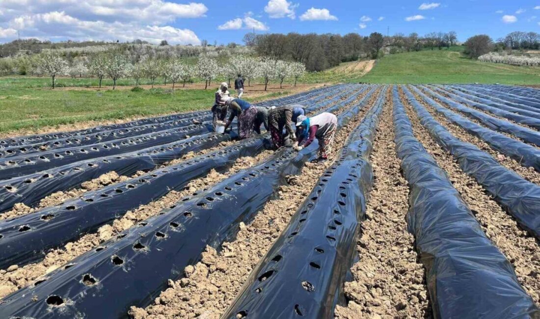 Kütahya’nın Pazarlar ilçesinde çilek üretimini artırmaya yönelik önemli bir adım