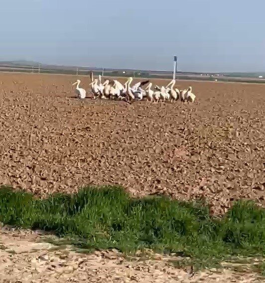 Konya’nın Karapınar ilçesinde göç yolculuğundaki pelikan sürüsü tarlada mola verdi.