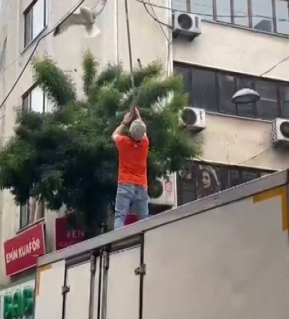 Pendik’te elektrik tellerine takılan martı çevredeki vatandaşların müdahalesinin ardından kurtarılırken,