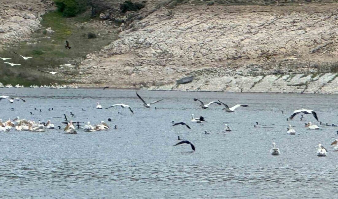Eskişehir’in Porsuk Barajı’ndaki onlarca leylek ve ördek, güzel manzaralar ortaya