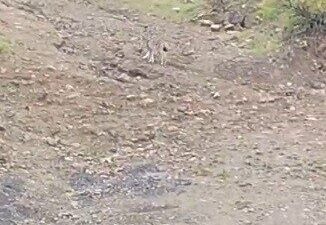 Tunceli’nin Pülümür ilçesinde nesli koruma altında bulunan vaşak görüntülendi. Yaban
