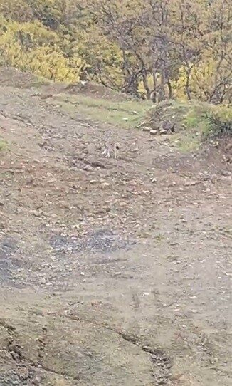 Tunceli’nin Pülümür ilçesinde nesli koruma altında bulunan vaşak görüntülendi. Yaban