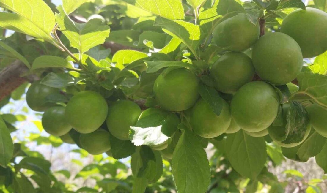 Mersin’in Mut ilçesinde seralardan sonra açık alanda başlayan erik hasadı