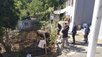 Rize’de ahırdan çıkartıldığı sırada sahiplerinin elinden kurtularak kaçan kurbanlık, belediye