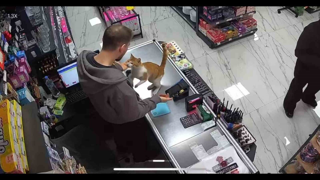 Rize’de bir kedi her gün bir züccaciye dükkanına gelerek iş
