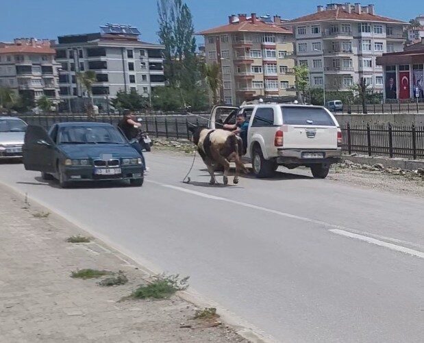 Kastamonu’nun İnebolu ilçesinde kurban pazarından kaçan dana, saatler süren kovalamacanın