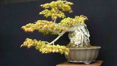 Ömürlerini bonsai sanatına adayan sanatçılar, ağaç ve odunsu bitkileri yıllar