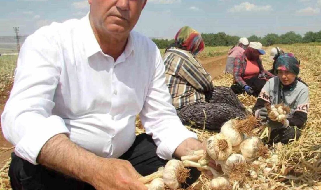 Gaziantep Tarım ve Orman İl Müdürü İbrahim Sağlam, Ziraat Odası