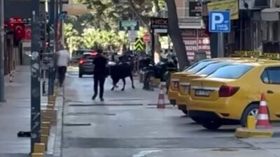 İzmir’in Bornova ilçesinde sahibinin elinden kaçan kurbanlık dana, çevredeki vatandaşlara