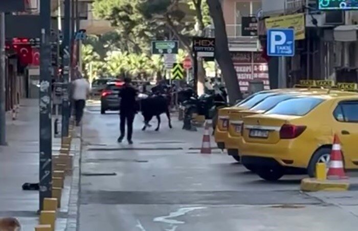İzmir’in Bornova ilçesinde sahibinin elinden kaçan kurbanlık dana, çevredeki vatandaşlara