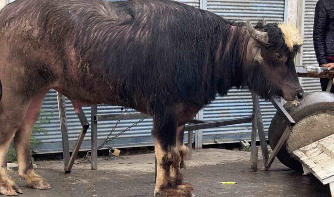 Iğdır’da sahibinin elinden kaçan öfkeli dana, önüne gelene saldırdı. Bir