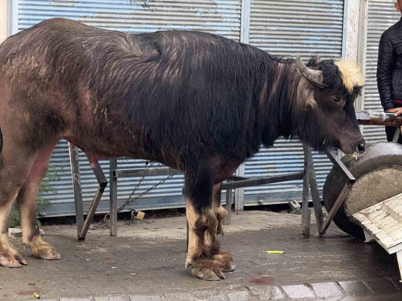 Iğdır’da sahibinin elinden kaçan öfkeli dana, önüne gelene saldırdı. Bir