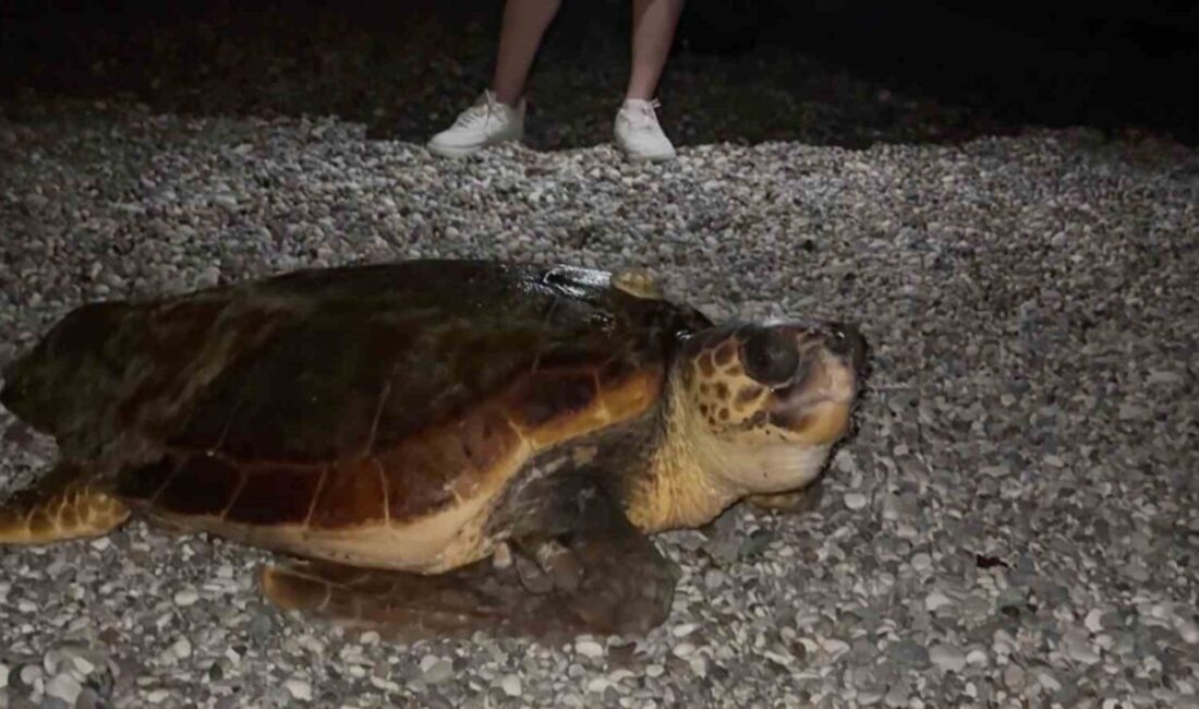 Antalya’nın Konyaaltı sahilinde gece geç saatlerde görülen ve büyüklüğüyle dikkati