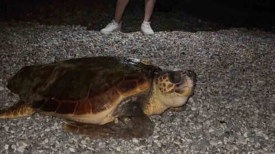 Antalya’nın Konyaaltı sahilinde gece geç saatlerde görülen ve büyüklüğüyle dikkati