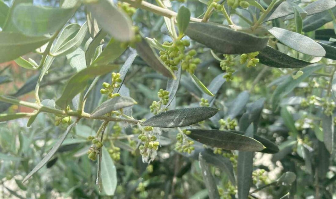 Manisa’nın Salihli ilçesindeki Tarım ve Orman Müdürlüğü, zeytin üreticilerini yakından