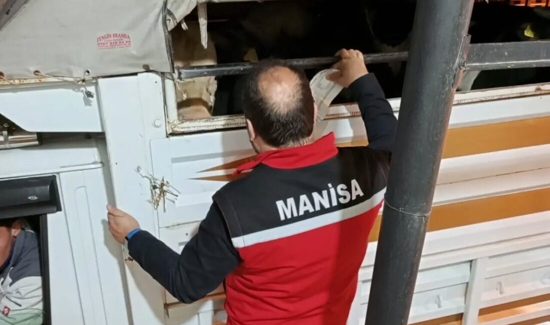 Manisa’nın Salihli ilçesindeki Tarım ve Orman Müdürlüğü ekipleri, yaklaşan Kurban