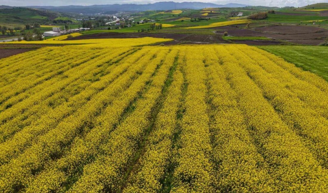 Samsun’da son yıllarda yaygınlaşan kanola üretimi 47 bin dekara ulaştı.