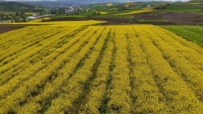 Samsun’da son yıllarda yaygınlaşan kanola üretimi 47 bin dekara ulaştı.