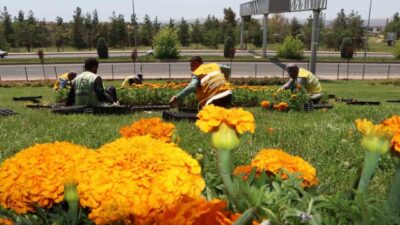 Şanlıurfa Büyükşehir Belediyesi, “üreten belediyecilik” anlayışıyla kendi seralarında yetiştirdiği yaklaşık