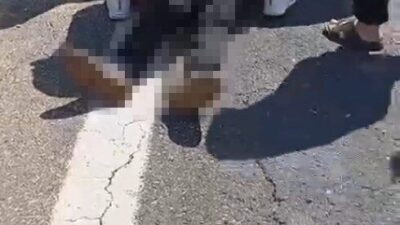 Şanlıurfa’nın Birecik ilçesinde, kurbanlık koyun yüklü kamyonettin devrilmesi sonucu sürücü