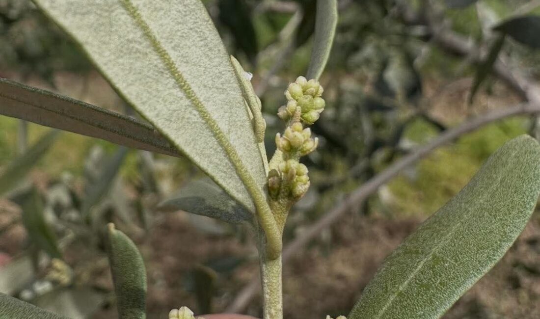 Tekirdağ’ın Şarköy ilçesinde zeytin pamuklu biti ve zeytin güvesine karşı